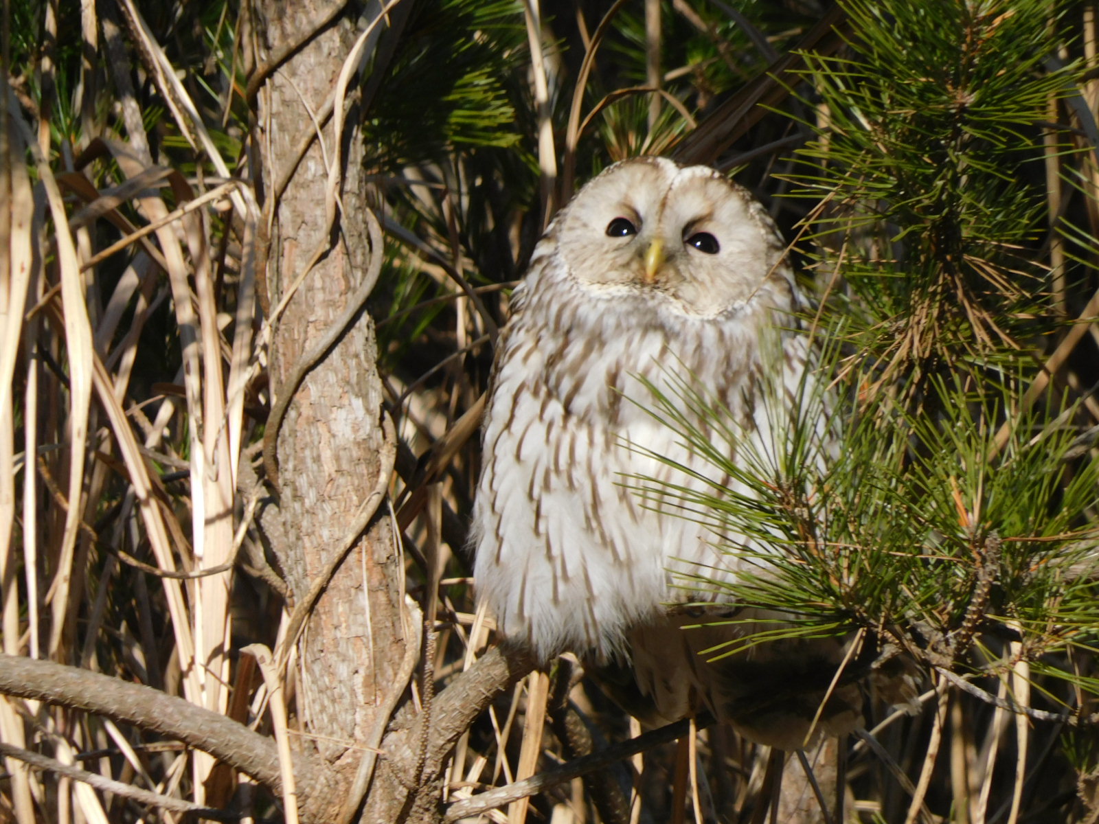 幸運！“フクロウ”と「対面」 ～ 海岸林 オタクの休日～ - 公益財団法人